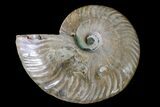 Cut & Polished Ammonite Fossil (Half) - Agate Replaced #146209-1